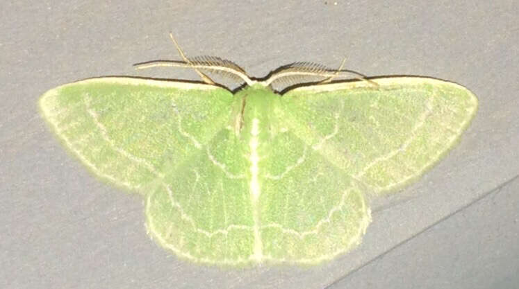 Image of Wavy-lined Emerald