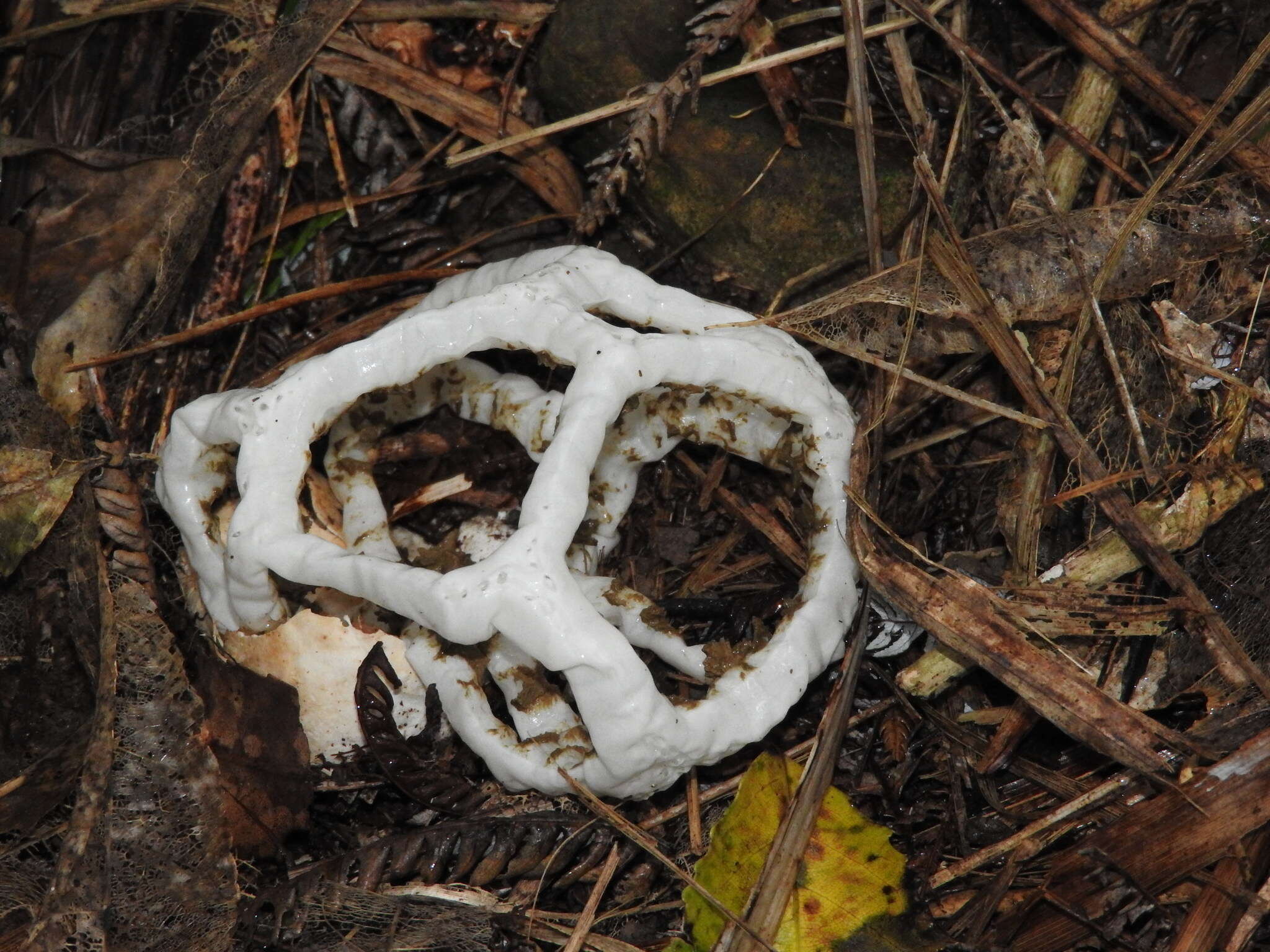 Image of basket fungi