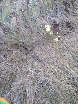 Image of western snowberry