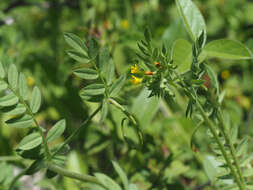 Image de Ornithopus compressus L.