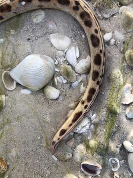 Image of Spotted Spoon-nose Eel