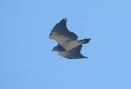 Image of Black-chested Buzzard-Eagle