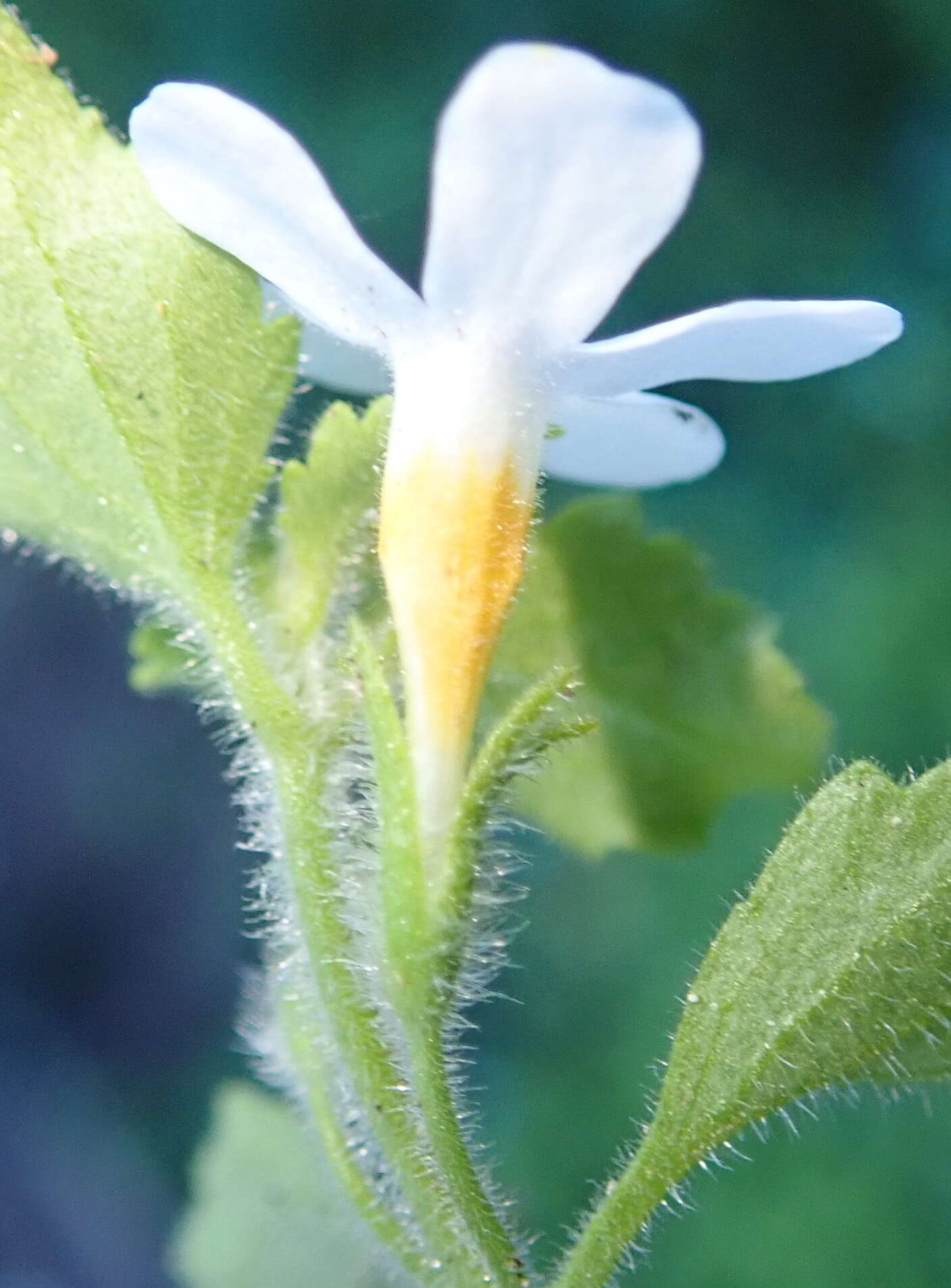 صورة Sutera campanulata (Benth.) O. Kuntze