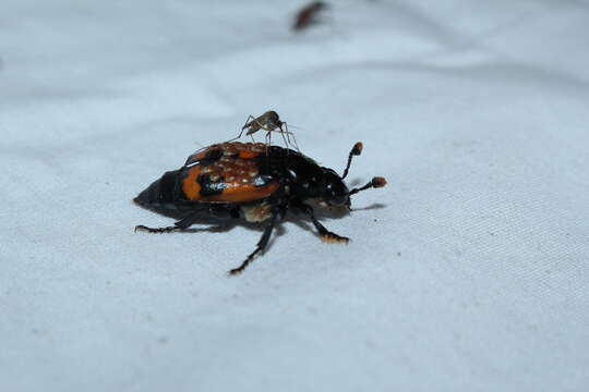 Image of Nicrophorus (Nicrophorus) investigator (Zetterstedt 1824)