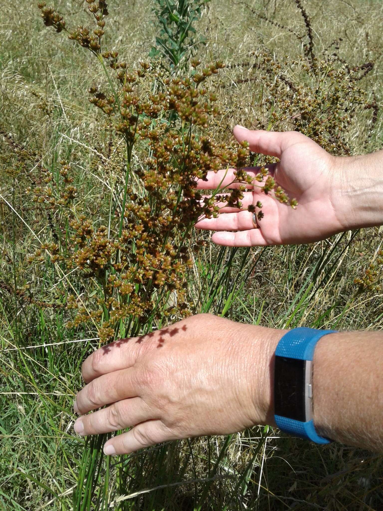 Слика од Juncus marginatus Rostk.