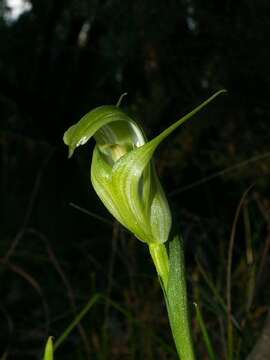 Image of Alpine greenhood