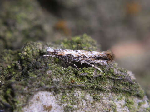 Image of Phyllonorycter issikii (Kumata 1963)