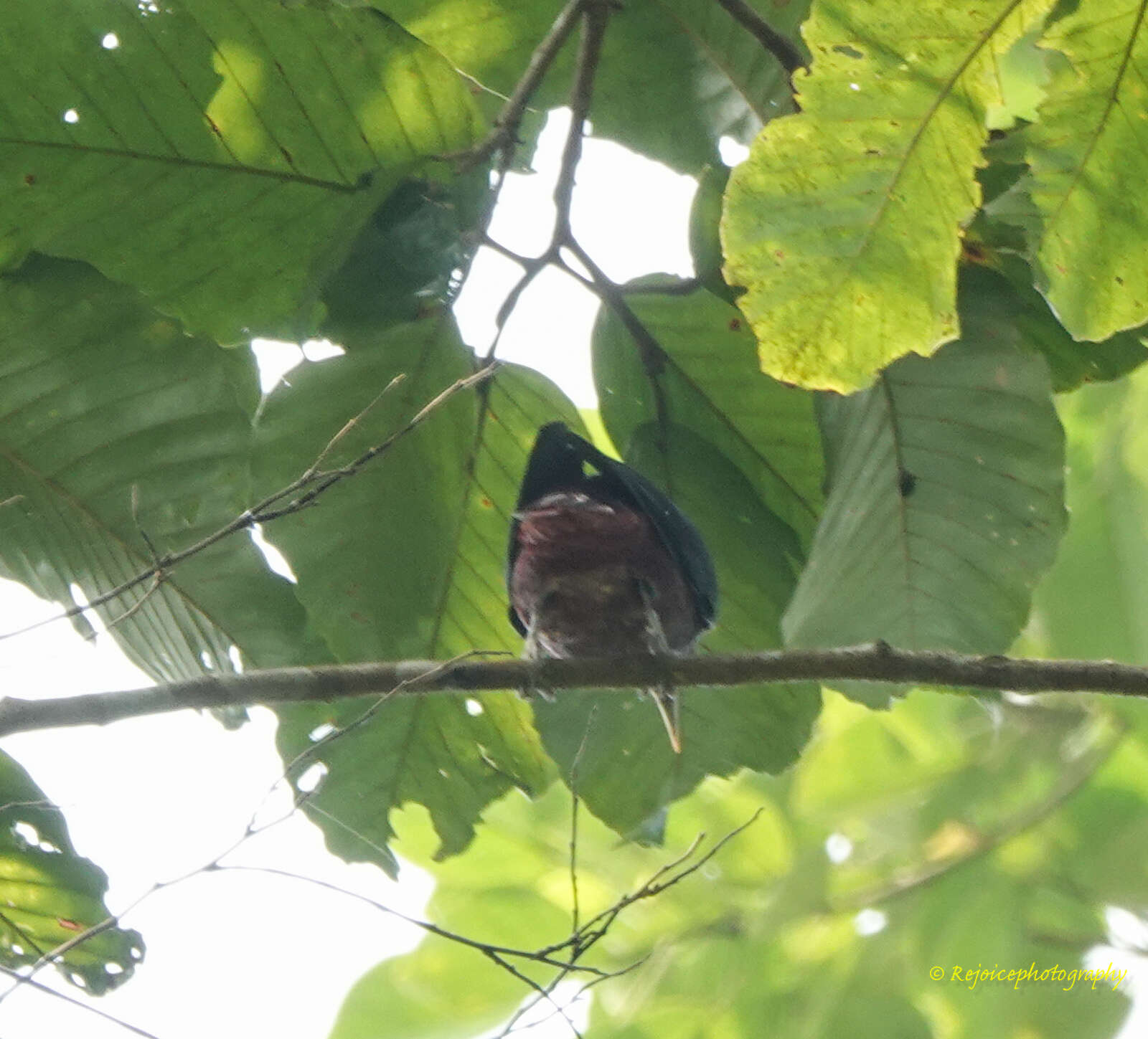 Image of Maroon Oriole