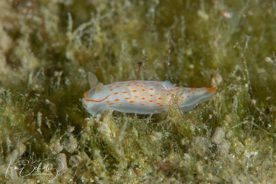 Image of Gymnodoris alba (Bergh 1877)