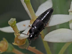 Image of Tachinus (Tachinus) fimetarius Gravenhorst 1802