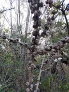 Слика од Leptospermum squarrosum Gaertn.