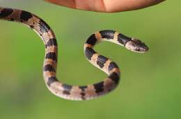 Image of Oriental Odd-tooth Snake