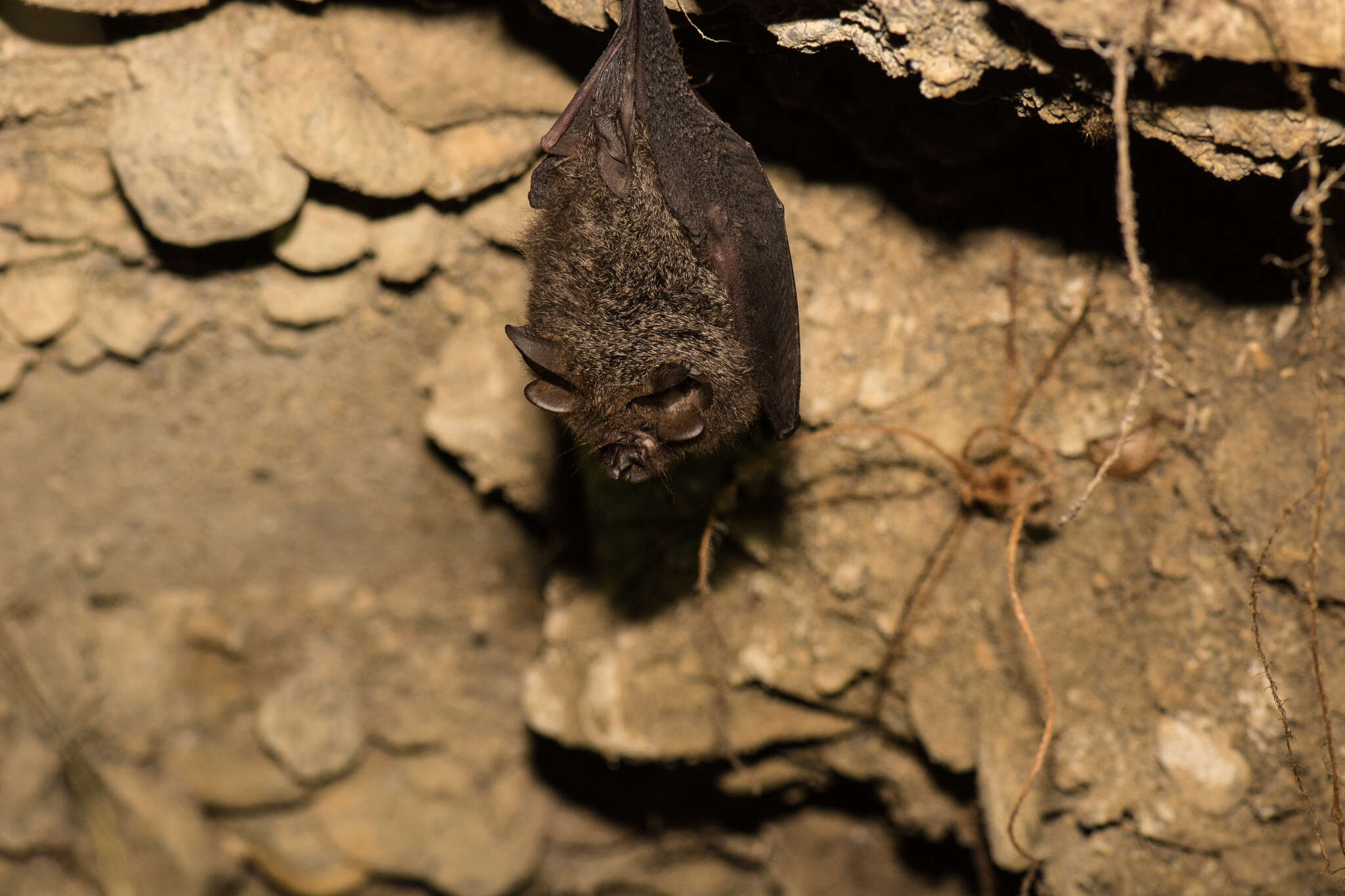 Image of Formosan Woolly Horseshoe Bat