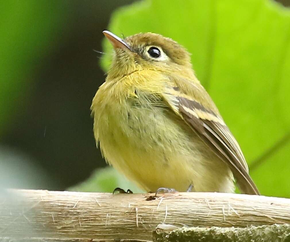 Image of Yellowish Flycatcher