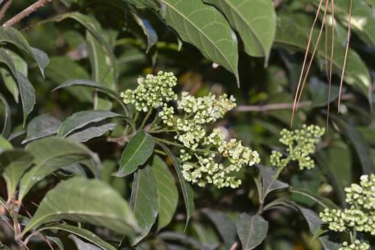 Image of Meliosma dentata (Liebm.) Urban