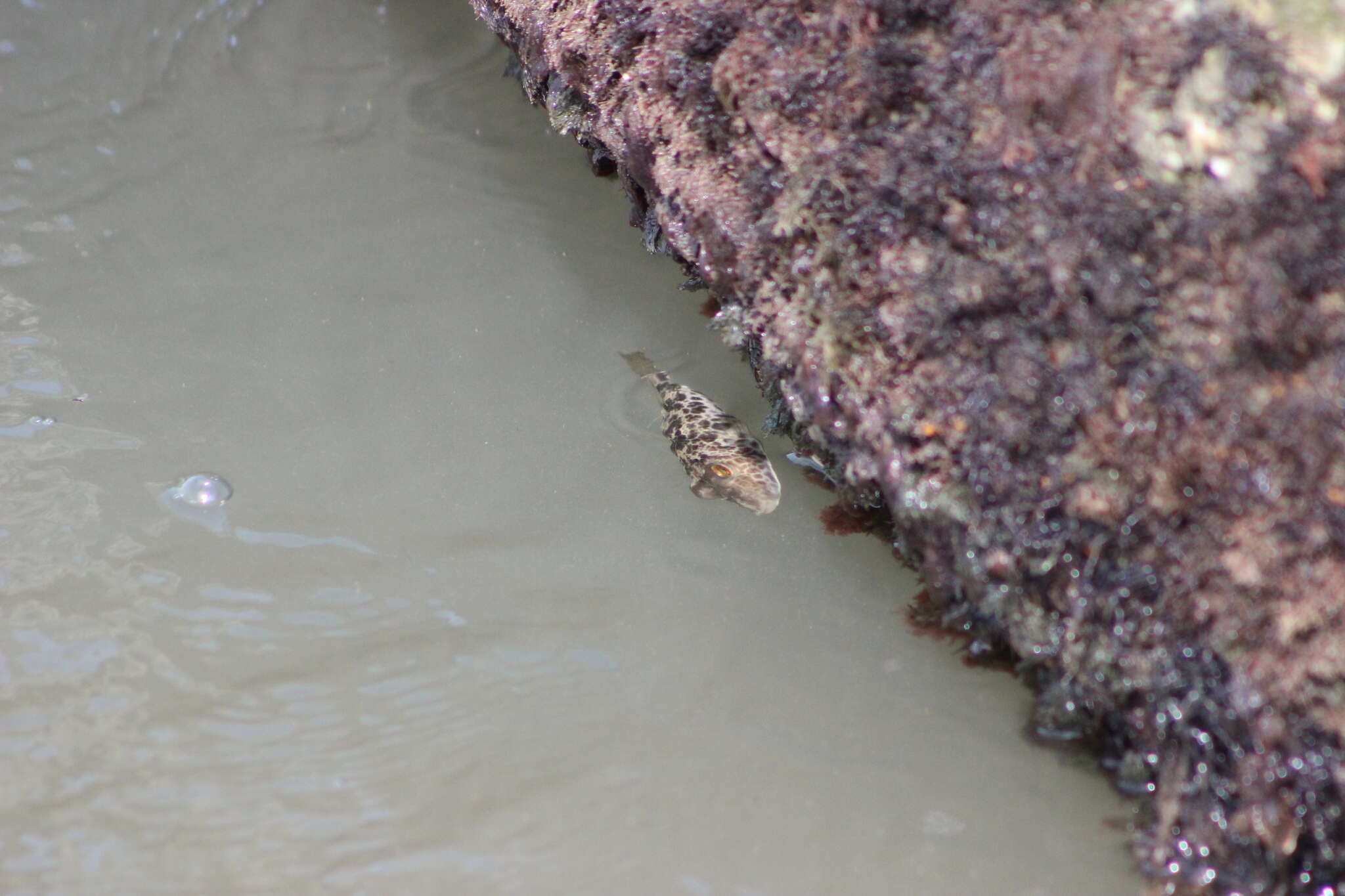 Image of Caribbean Puffer