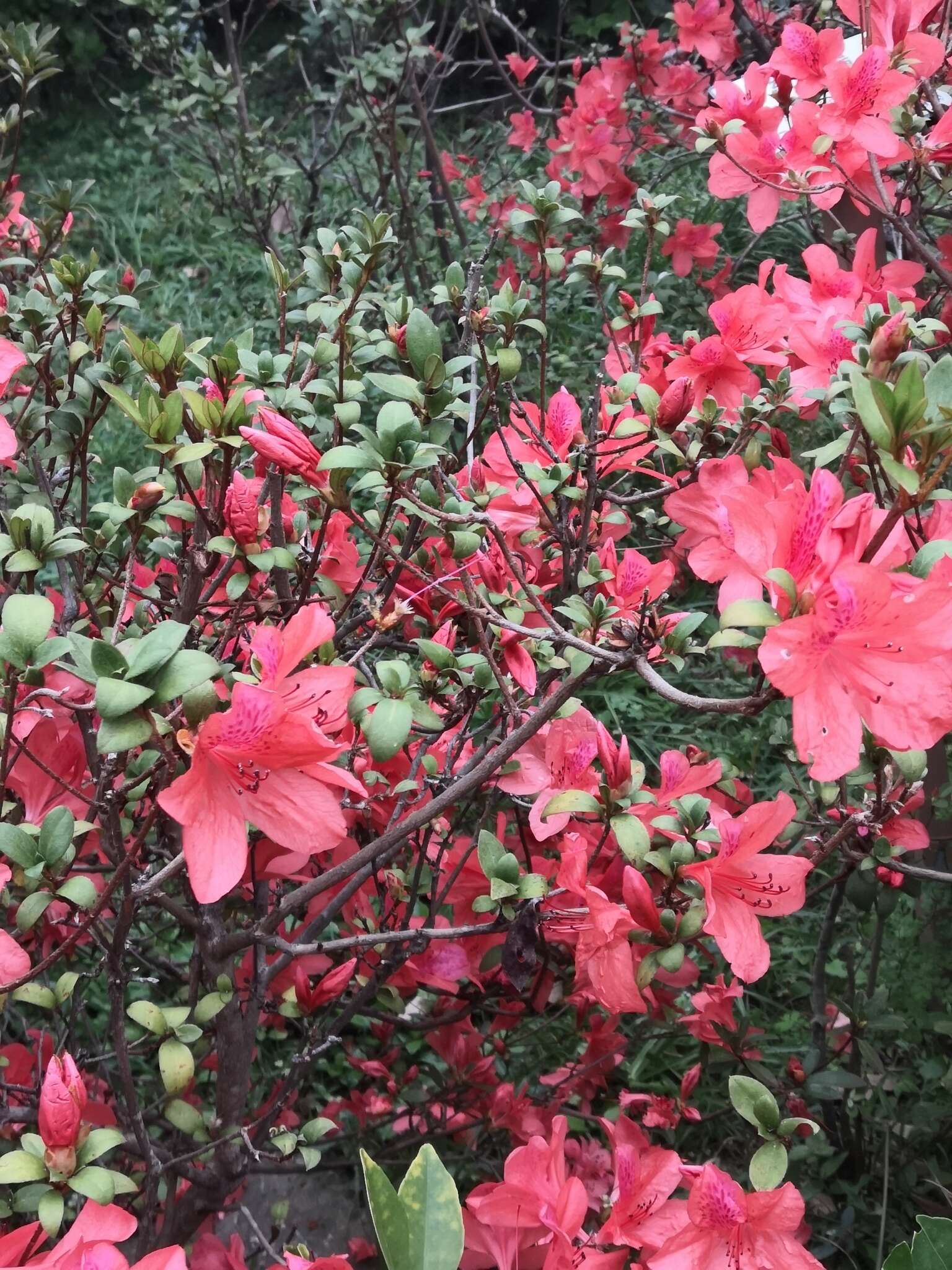 Imagem de Rhododendron simsii Planch.