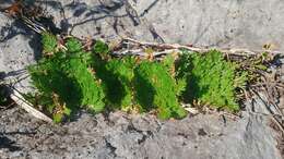 Selaginella lepidophylla (Hook. & Grev.) Spring resmi