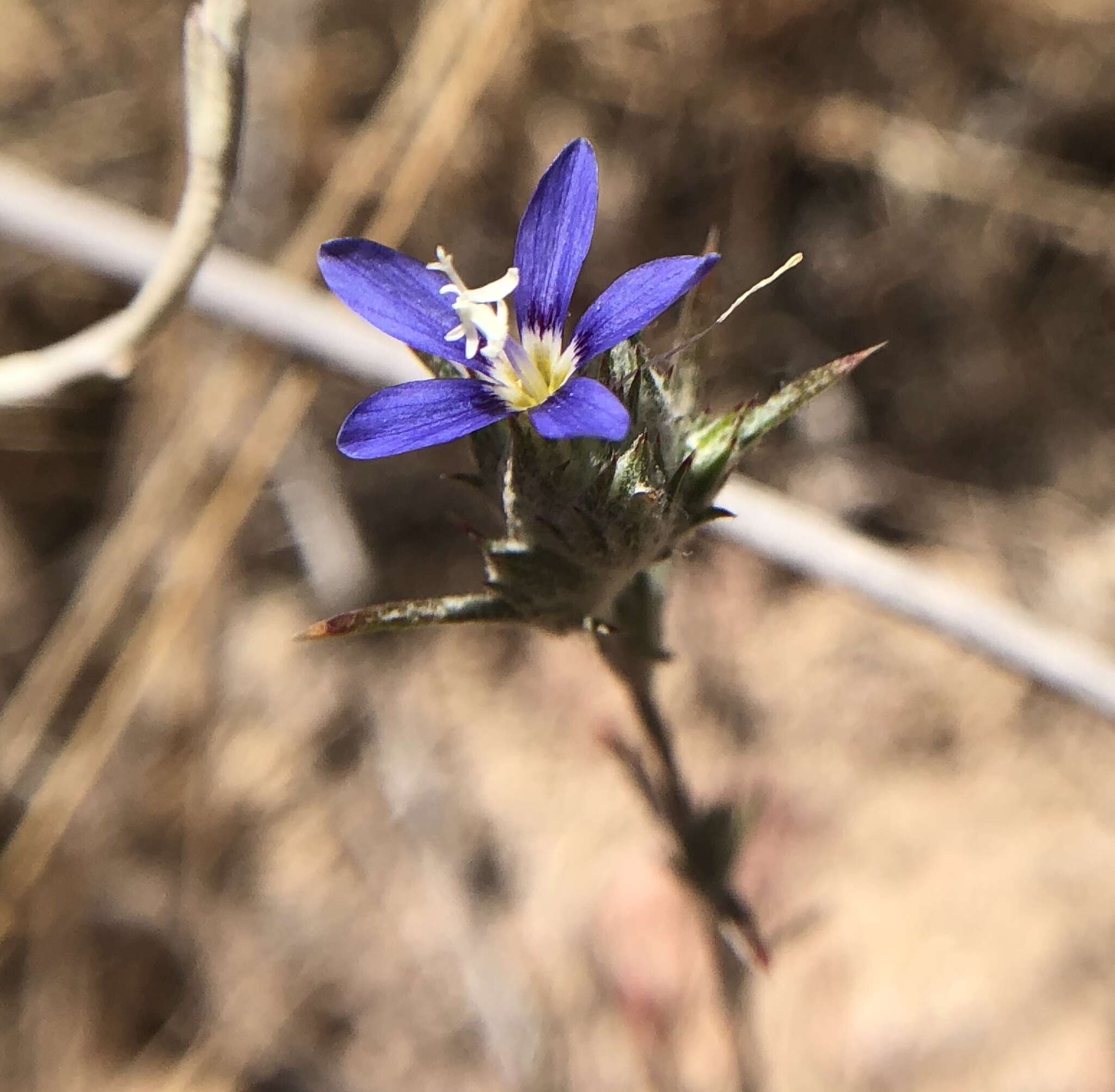 Imagem de Eriastrum virgatum (Benth.) Mason