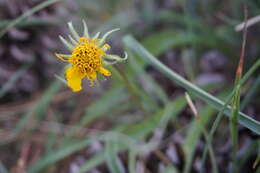 Imagem de Helianthella californica subsp. shastensis (W. A. Weber) W. A. Weber