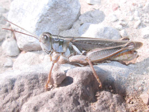 Image de Melanoplus packardii Scudder & S. H. 1878