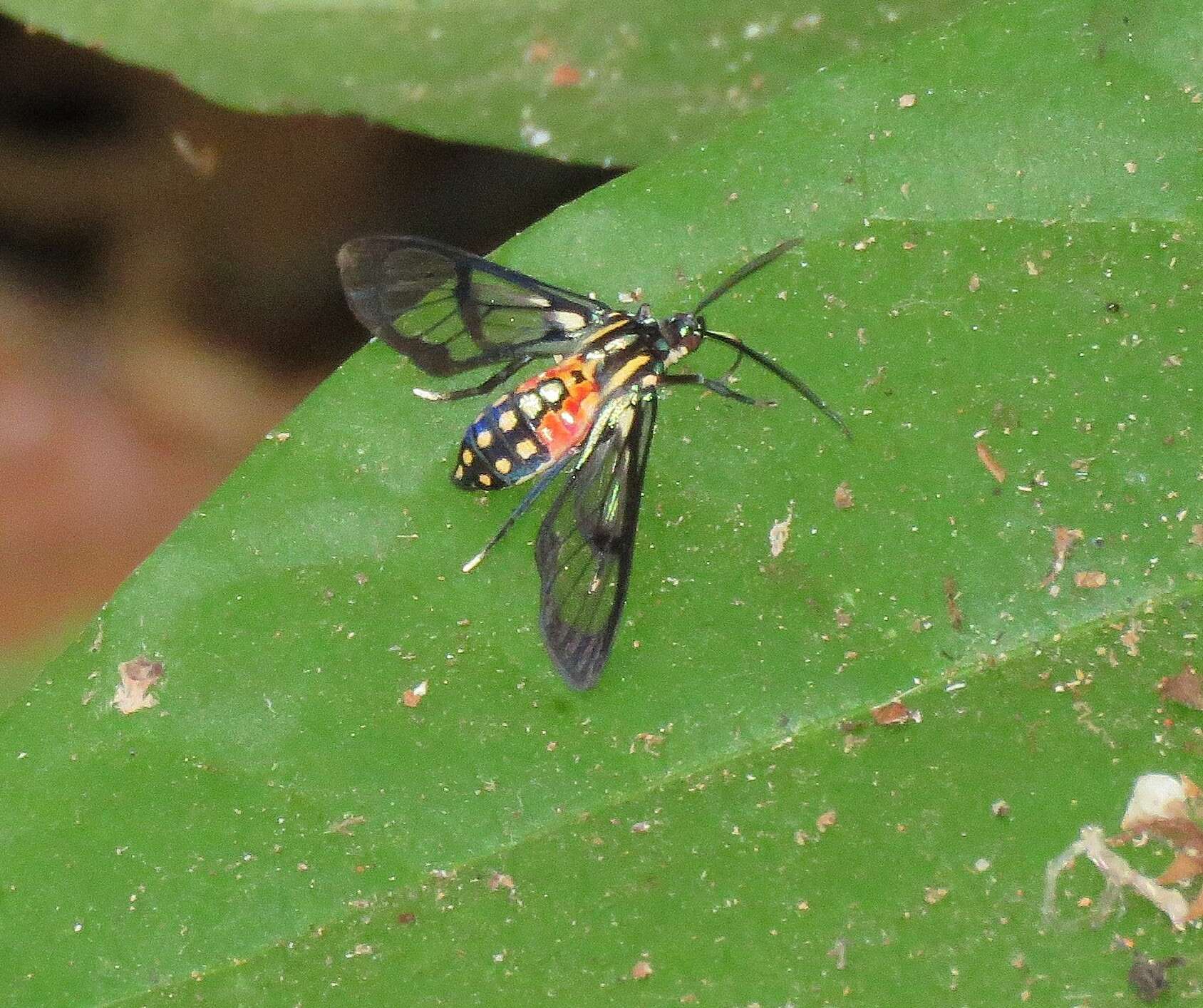 Image de Poecilosoma eone Hübner 1827