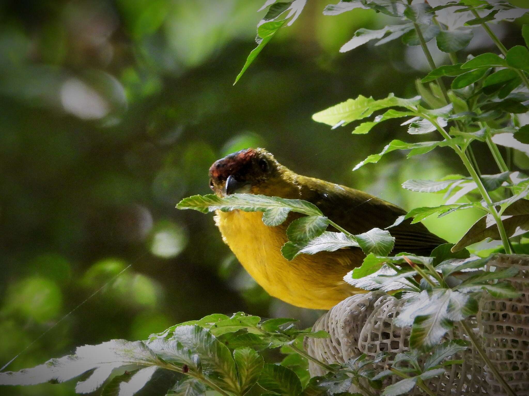 Image of Olive-backed Euphonia