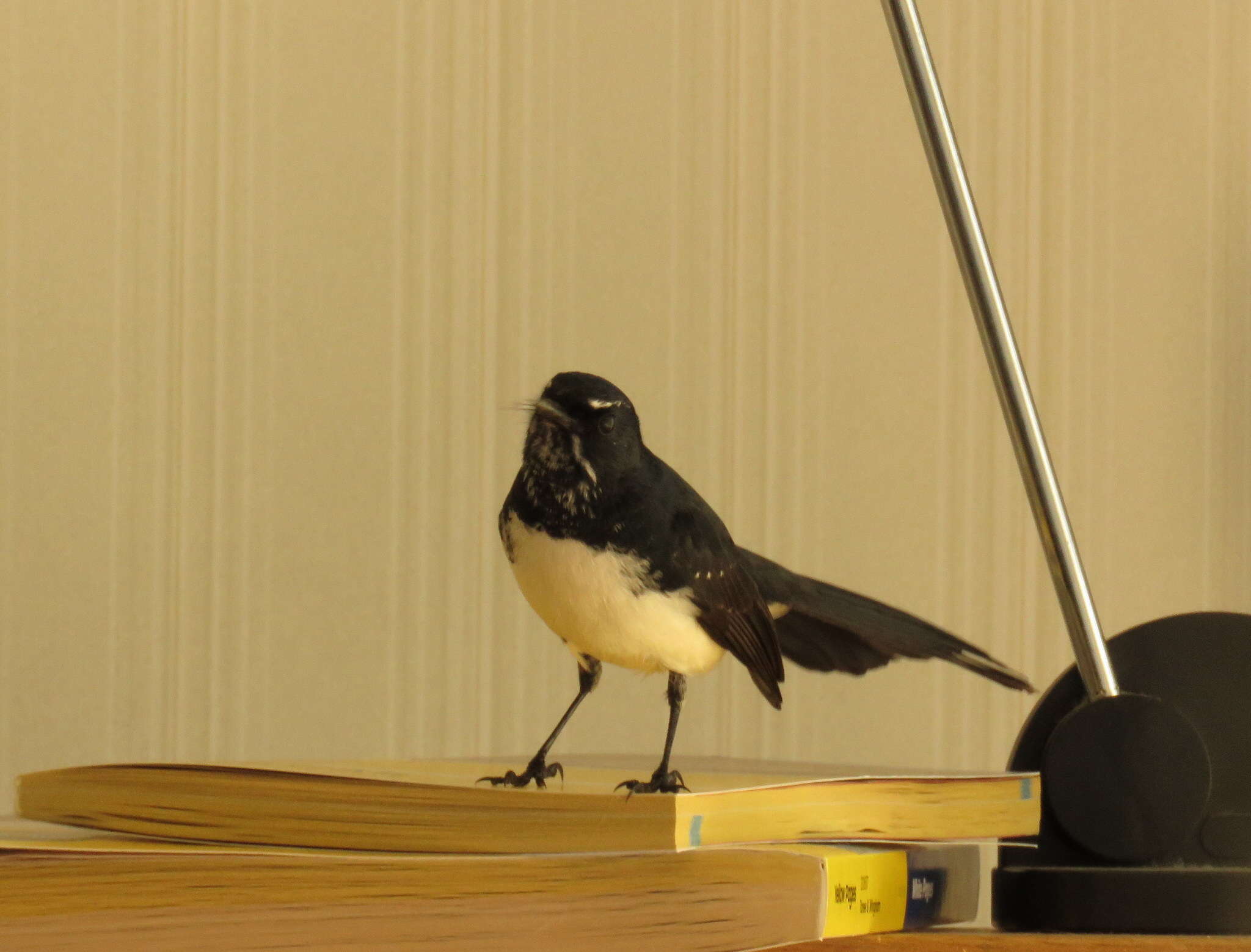 Image of Willie Wagtail