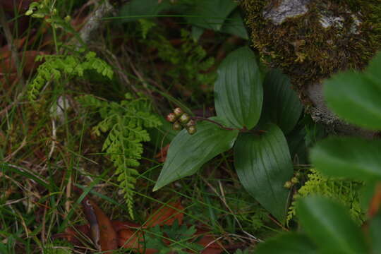 Imagem de Maianthemum formosanum (Hayata) La Frankie