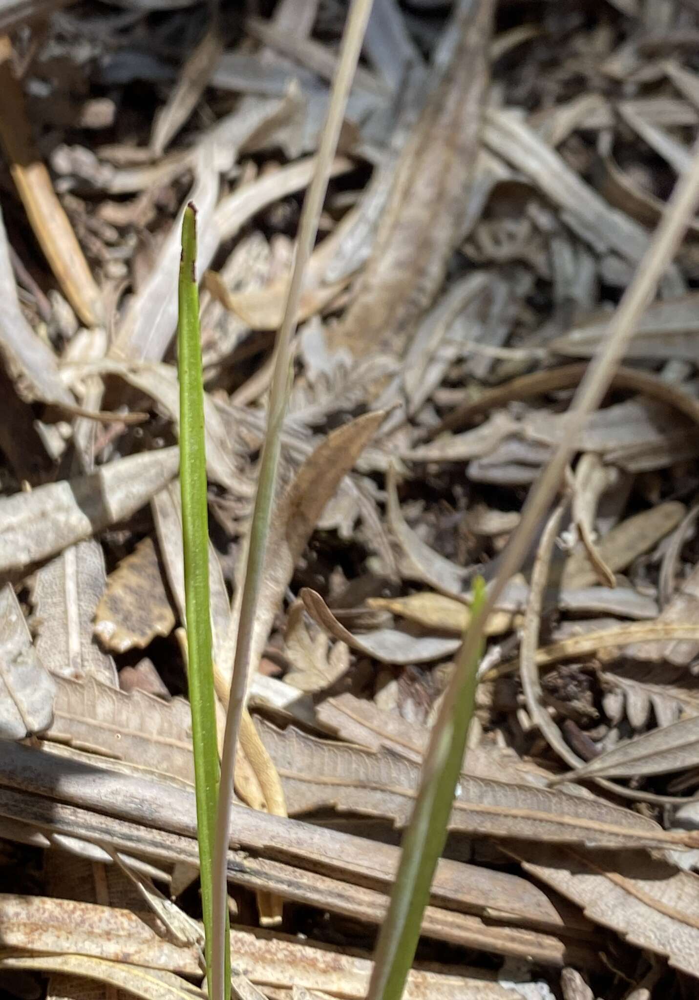 صورة Thelymitra graminea Lindl.