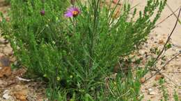 Image of Senecio multibracteatus Harv.