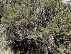 Image of timberline sagebrush