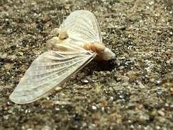 Image of pale burrower mayflies