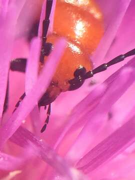 Image of Nemognatha (Nemognatha) piazata bicolor Le Conte 1853