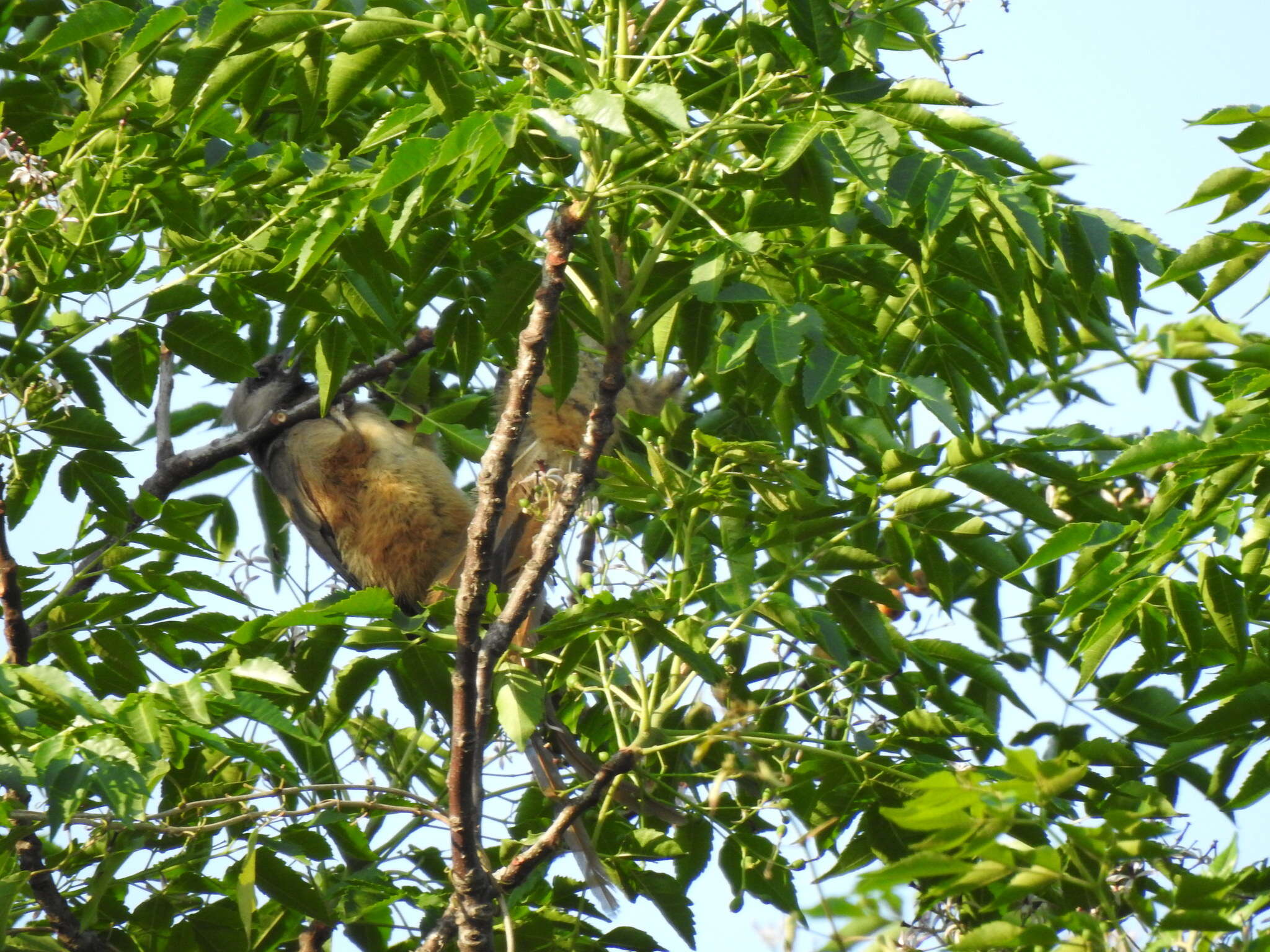 Colius striatus minor Cabanis 1876 resmi