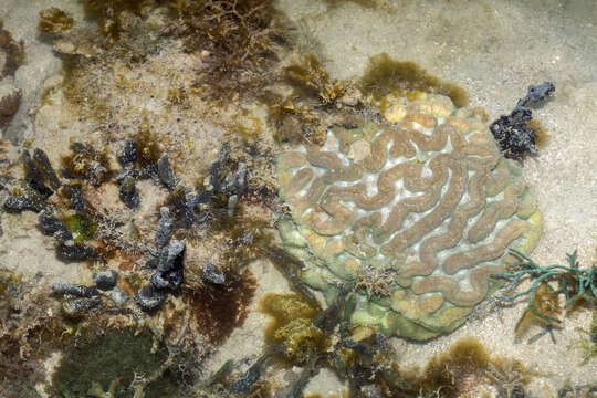 Image of Greater Brain Coral