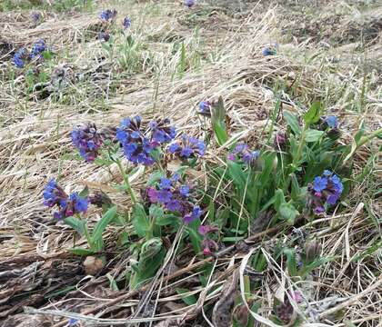 Image of Pulmonaria mollis Hornem.