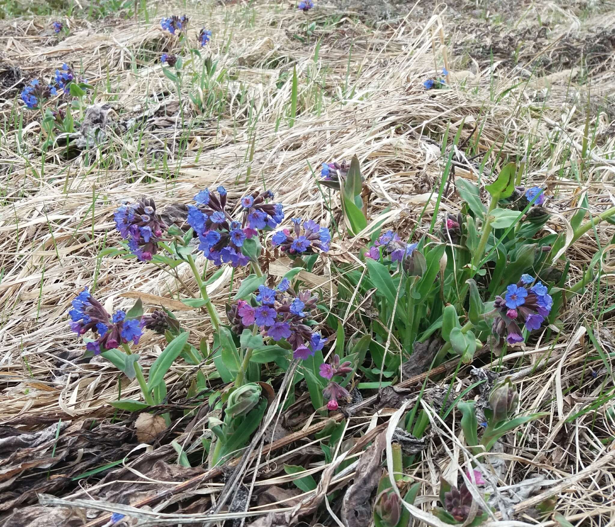 Image of Pulmonaria mollis Hornem.