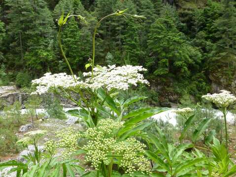 Image of Sambucus adnata Wall.