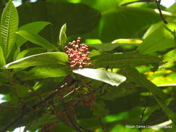 Plancia ëd Miconia trinervia (Sw.) D. Don ex Loud.