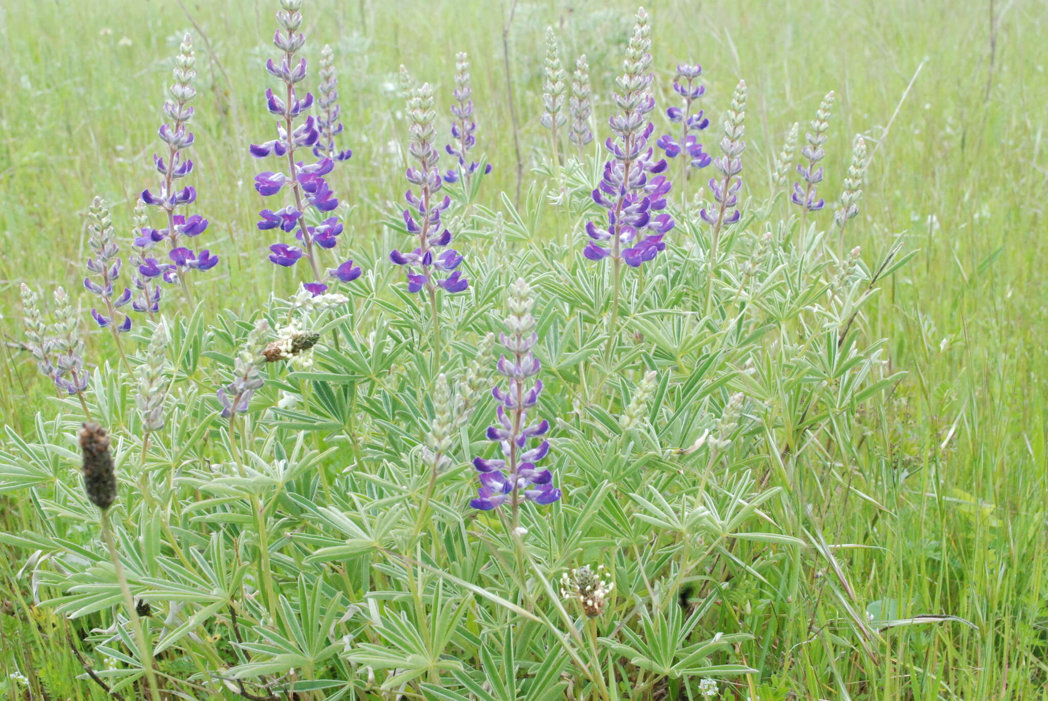 Imagem de Lupinus arbustus Lindl.