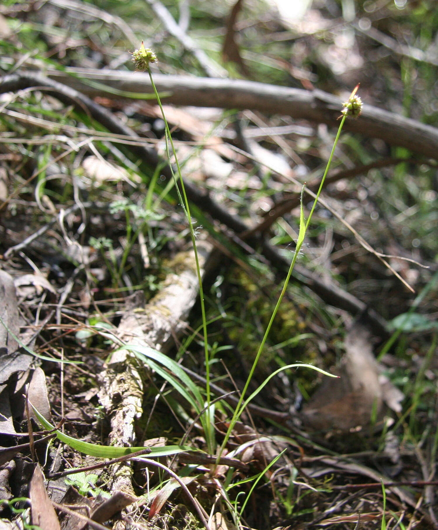 Image de Luzula meridionalis Nordenskiold