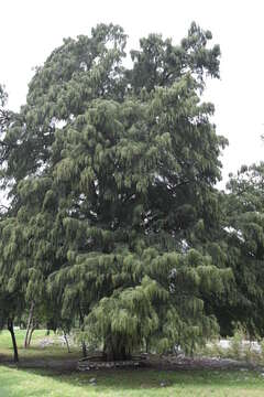 Image of Mexican Cypress