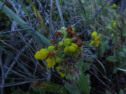 Image of Calceolaria integrifolia Murr.