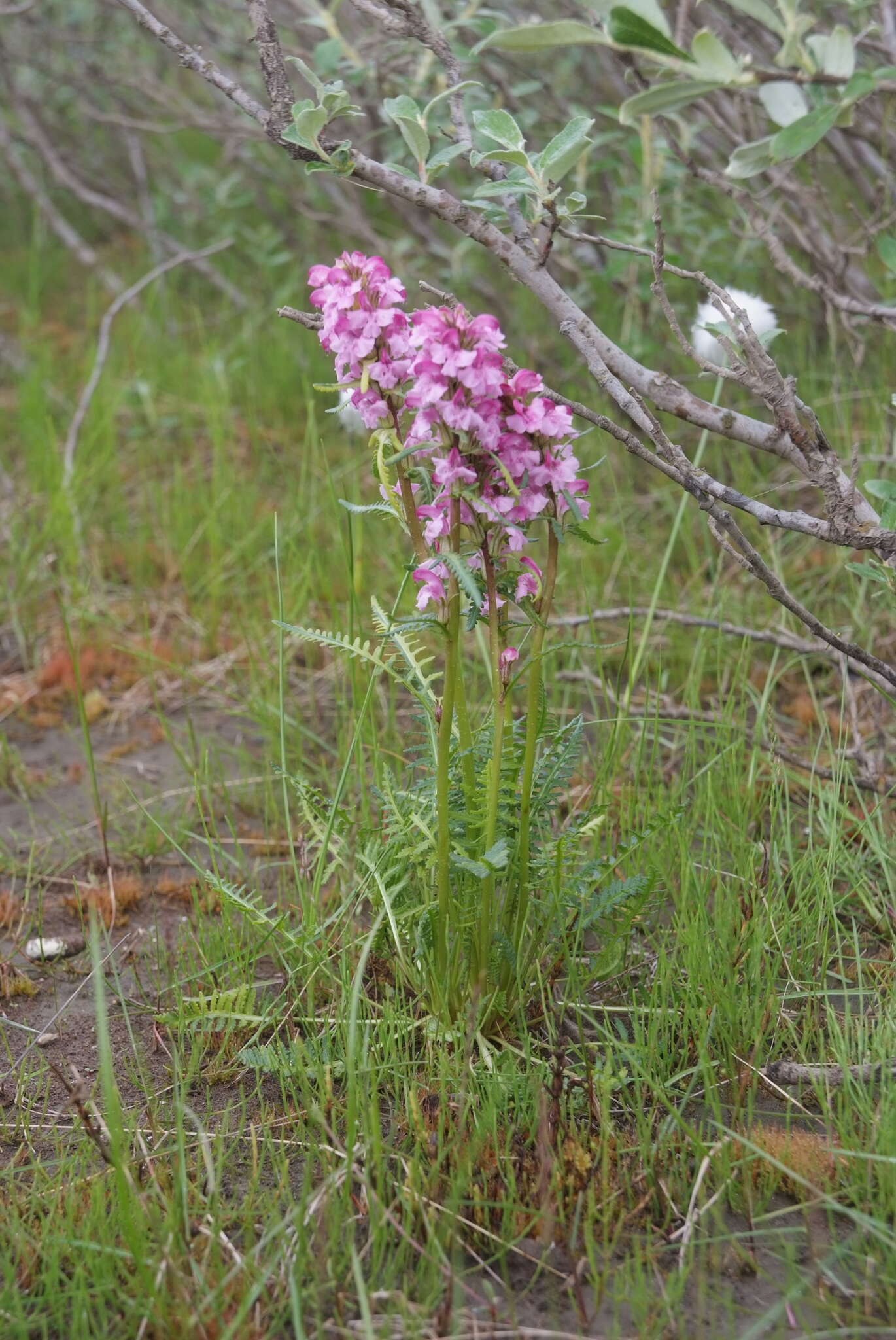 Image of Pedicularis gymnostachya (Trautv.) A. Khokhr.