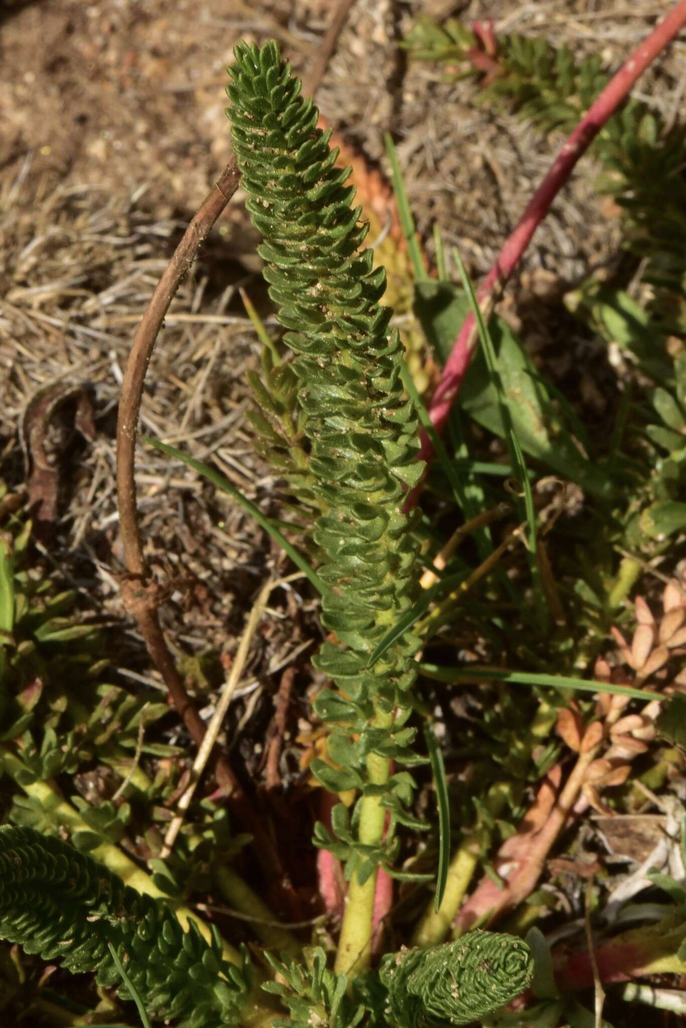 Image of clubmoss mousetail