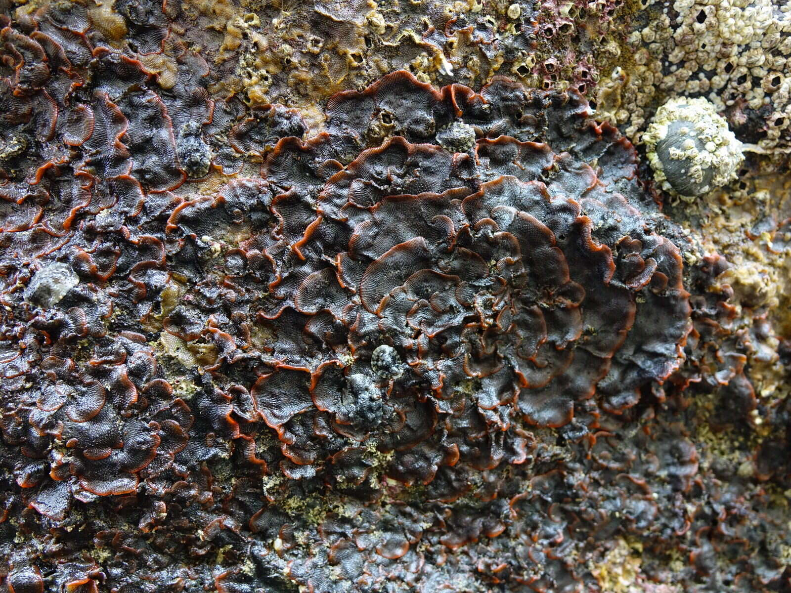 Image of Red ripple bryozoan