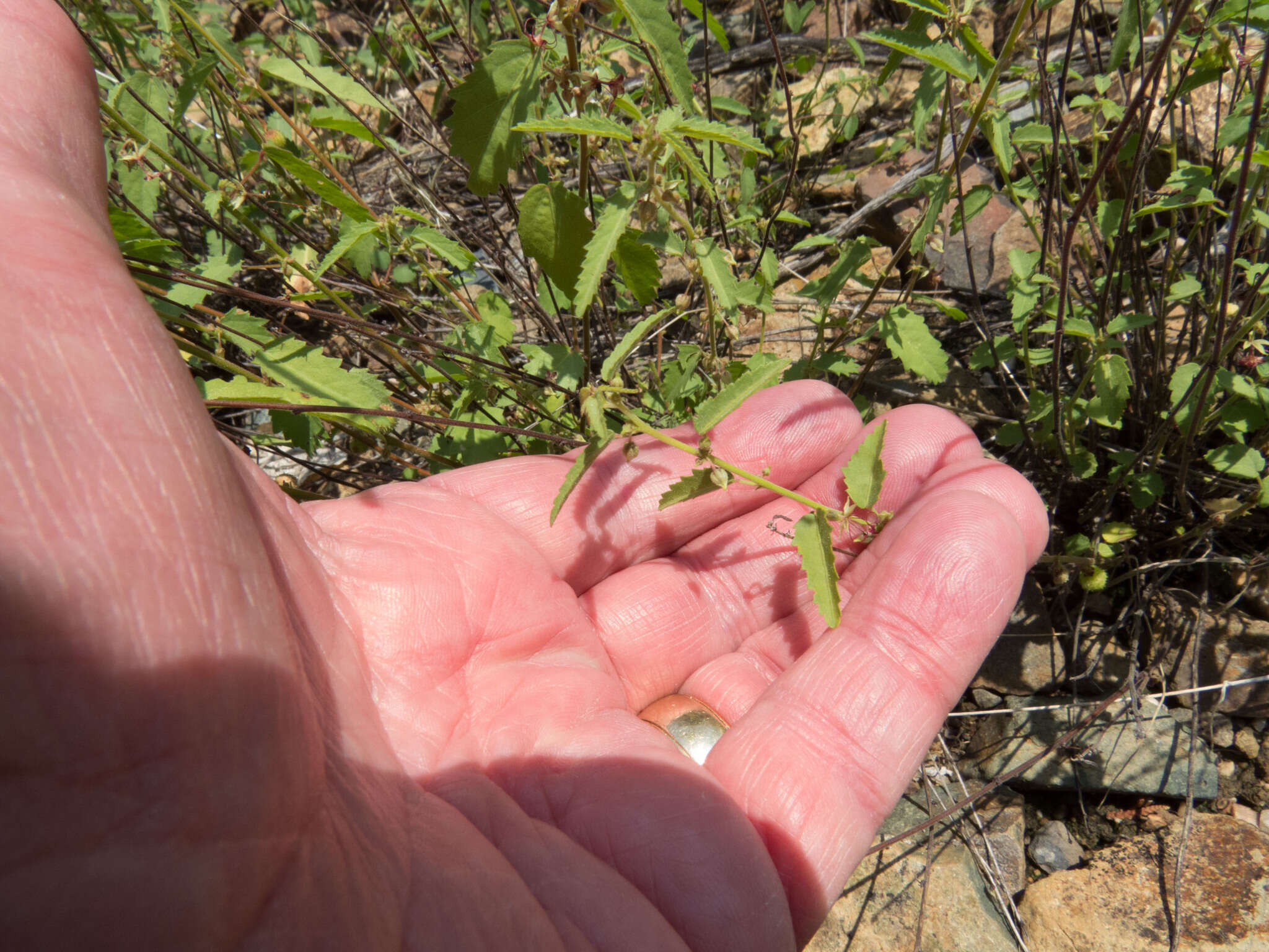 صورة Ayenia filiformis S. Wats.