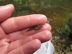 Image of Banded Sculpin