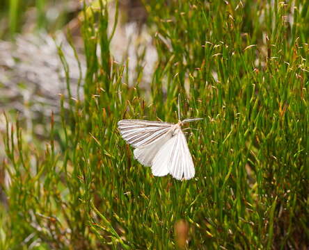 Plancia ëd Amelora oritropha Turner 1919